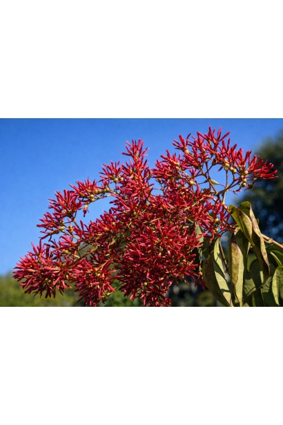 Heptacodium фото